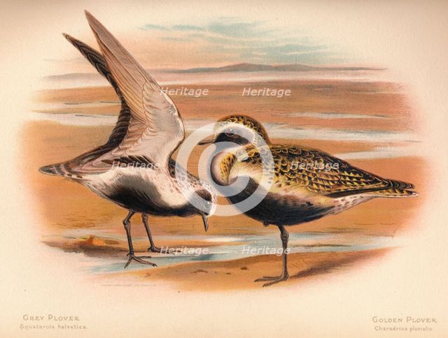 'Grey Plover (Squatarola helvetica), Golden Plover (Charadrius pluvialus)', 1900, (1900). Artist: Charles Whymper.