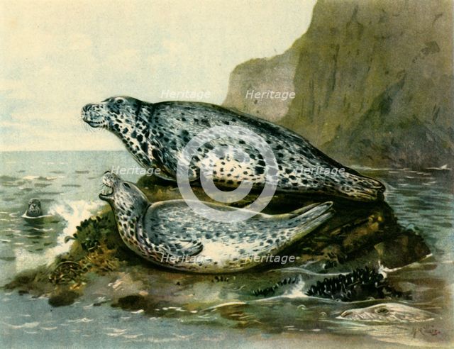 'Grey Seal', c1905, (1943). Creator: John Guille Millais.