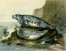 Grey Seal c1905, (1943). Creator: John Guille Millais