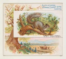 Grey Squirrel, from Quadrupeds series (N41) for Allen & Ginter Cigarettes, 1890. Creator: Allen & Ginter