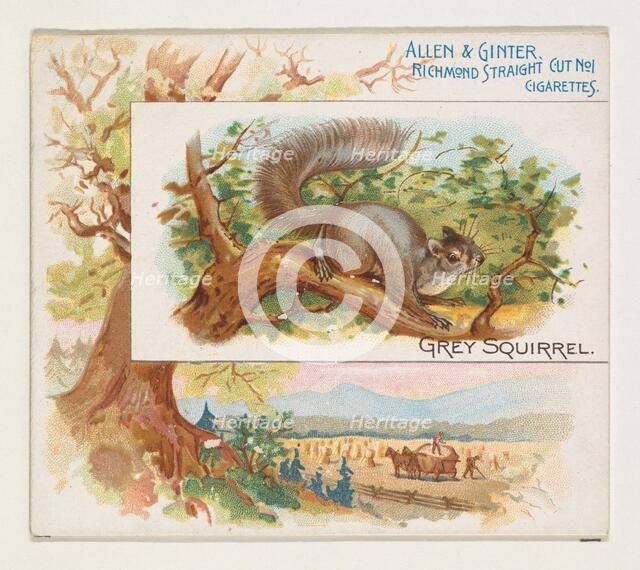 Grey Squirrel, from Quadrupeds series (N41) for Allen & Ginter Cigarettes, 1890. Creator: Allen & Ginter.