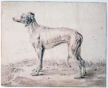 Greyhound 1644. Artist: Cornelis Saftleven