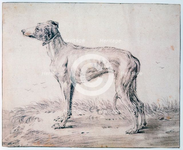 'Greyhound', 1644. Artist: Cornelis Saftleven
