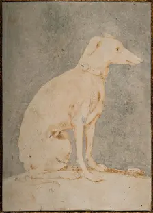 Greyhound, First Half of 16th century. Creator: Parmigianino (1503-1540)