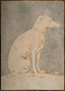 Greyhound, First Half of 16th century. Creator: Parmigianino (1503-1540)