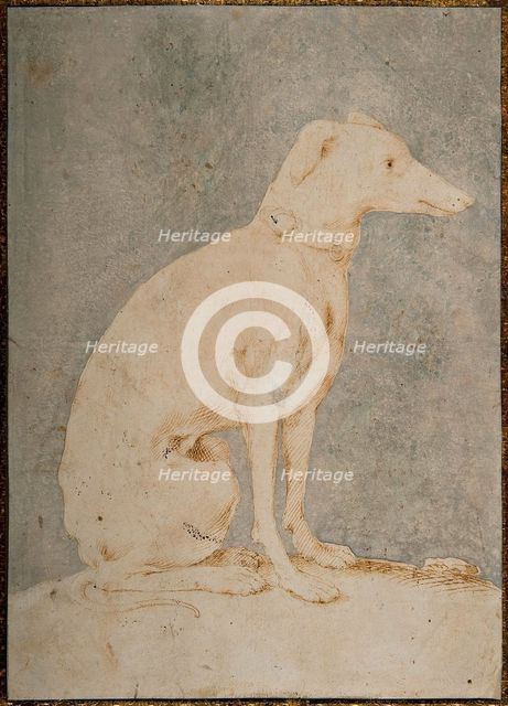 Greyhound, First Half of 16th century. Creator: Parmigianino (1503-1540).