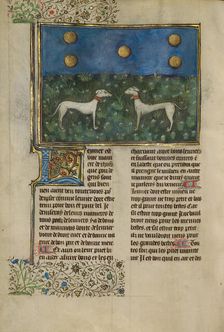 Greyhounds; Livre de la Chasse, about 1430-1440. Creator: Unknown