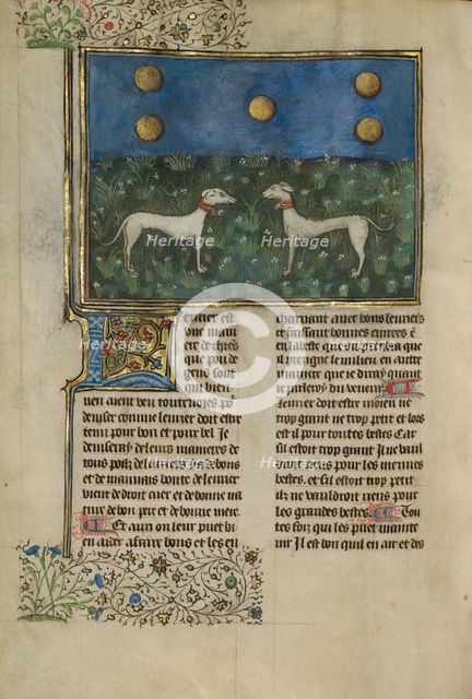 Greyhounds; Livre de la Chasse, about 1430-1440. Creator: Unknown.