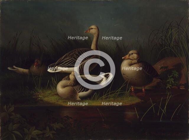 Greylag Geese, copy after Ferdinand von Wright, 1866. Creator: Magnus von Wright.