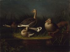 Greylag Geese, copy after Ferdinand von Wright, 1866. Creator: Magnus von Wright