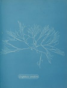 Griffithsia corallina, ca. 1853. Creator: Anna Atkins