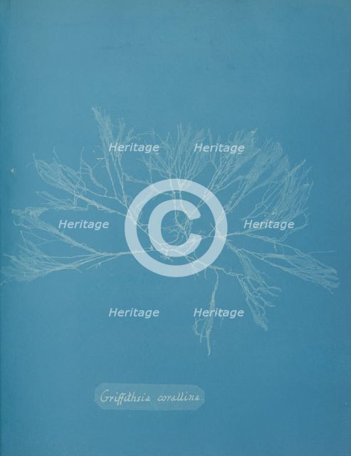 Griffithsia corallina, ca. 1853. Creator: Anna Atkins.