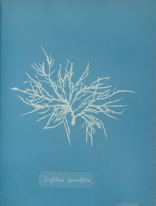 Griffithsia equisetifolia, ca. 1853. Creator: Anna Atkins