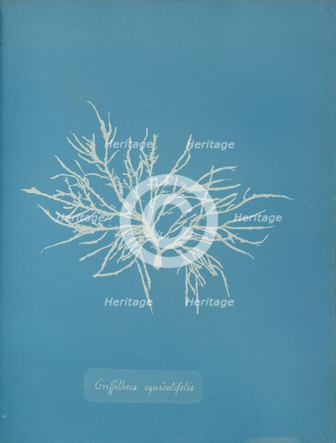 Griffithsia equisetifolia, ca. 1853. Creator: Anna Atkins.