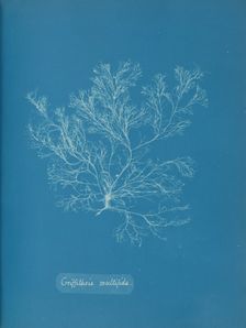 Griffithsia multifida, ca. 1853. Creator: Anna Atkins