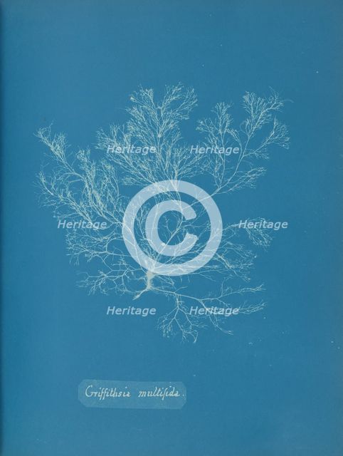 Griffithsia multifida, ca. 1853. Creator: Anna Atkins.