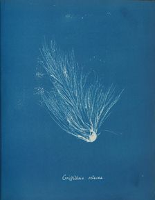 Griffithsia setacea, ca. 1853. Creator: Anna Atkins