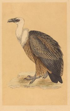 Griffon Vulture. Creator: Unknown