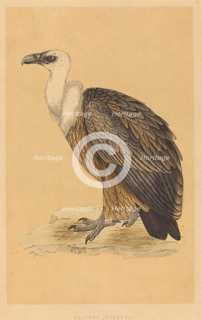 Griffon Vulture. Creator: Unknown.