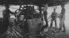 Grinding sugar-cane at the school's sugar-hill, 1904. Creator: Frances Benjamin Johnston