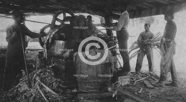 Grinding sugar-cane at the school's sugar-hill, 1904. Creator: Frances Benjamin Johnston.