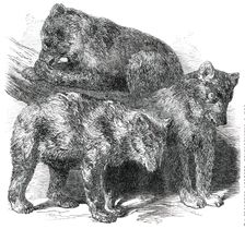Grisly Bears, in the Gardens of the Zoological Society, Regent's Park, 1850. Creator: Unknown