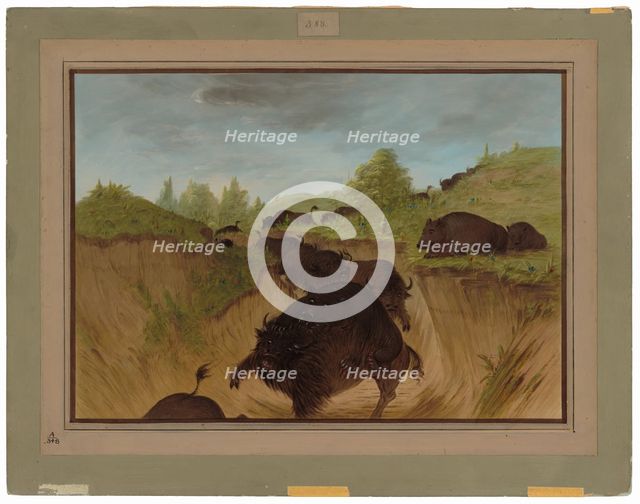 Grizzly Bears Attacking Buffalo, 1861/1869. Creator: George Catlin.