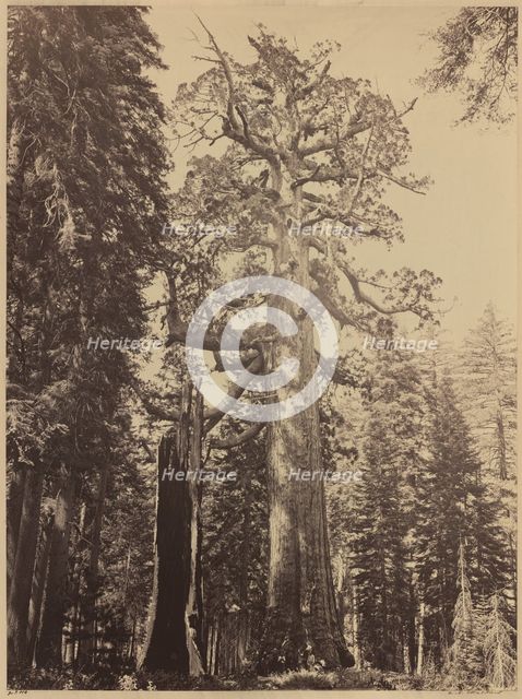 Grizzly Giant, Mariposa Grove, 1861. Creator: Carleton Emmons Watkins.