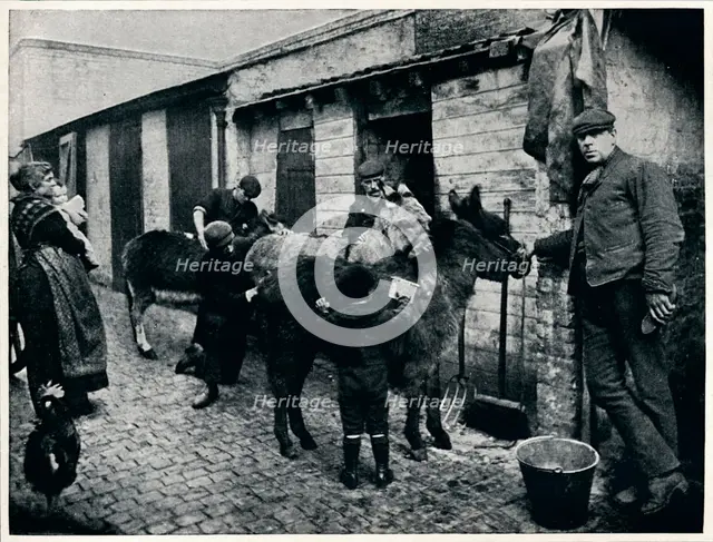Grooming costers' donkeys, London, c1903 (1903). Artist: Unknown.