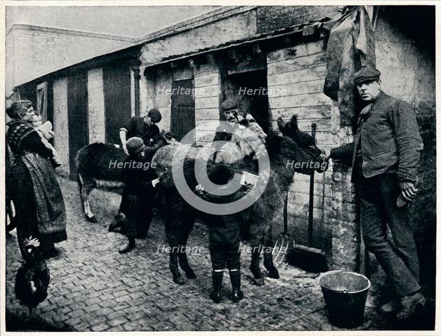 Grooming costers' donkeys, London, c1903 (1903). Artist: Unknown.