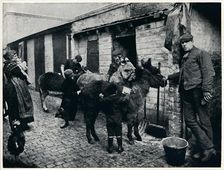 Grooming costers donkeys, London, c1903 (1903)