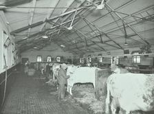 Grooming cattle in a cowshed, Claybury Hospital, Woodford Bridge, London, 1937