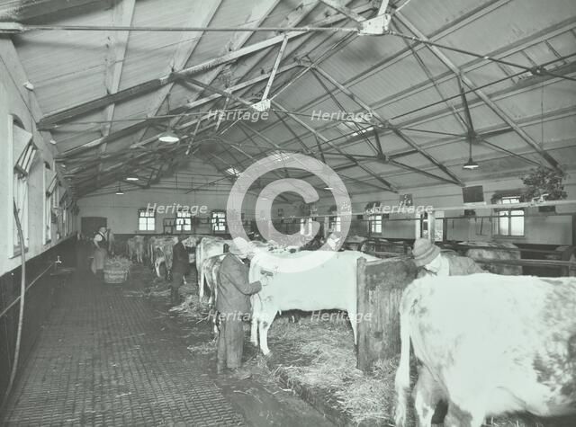 Grooming cattle in a cowshed, Claybury Hospital, Woodford Bridge, London, 1937. Artist: Unknown.