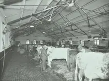 Grooming cattle in a cowshed, Claybury Hospital, Woodford Bridge, London, 1937