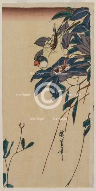 Grosbeak and Clematis, mid-1830s. Creator: Ando Hiroshige (Japanese, 1797-1858).