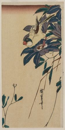 Grosbeak and Clematis, mid-1830s. Creator: Ando Hiroshige (Japanese, 1797-1858)