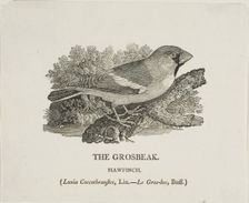 Grosbeak, n.d. Creator: Thomas Bewick
