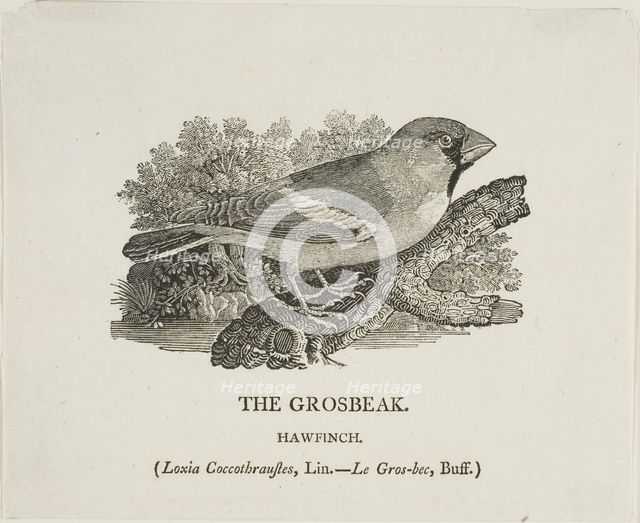 Grosbeak, n.d. Creator: Thomas Bewick.