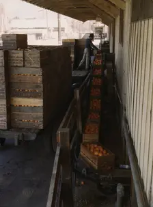 Growers bringing in their crop to a co-op orange packing plant, Redlands, Calif. , 1943. Creator: Jack Delano