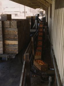 Growers bringing in their crop to a co-op orange packing plant, Redlands, Calif. , 1943. Creator: Jack Delano