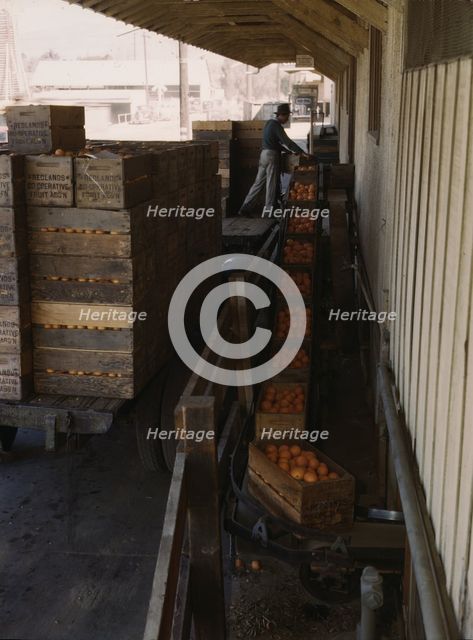 Growers bringing in their crop to a co-op orange packing plant, Redlands, Calif. , 1943. Creator: Jack Delano.