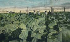 Growing Tobacco, Cuba, 1909