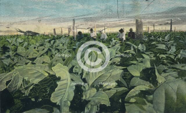 Growing Tobacco, Cuba, 1909. Artist: Unknown
