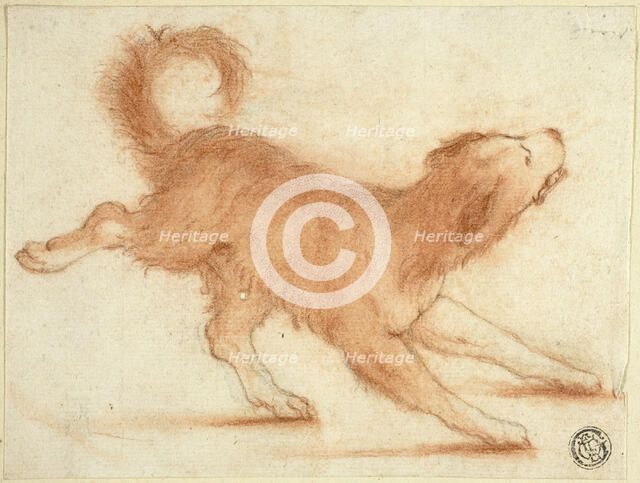 Growling Dog Ready to Pounce, 1695-1721. Creator: Dirk Valkenburg.