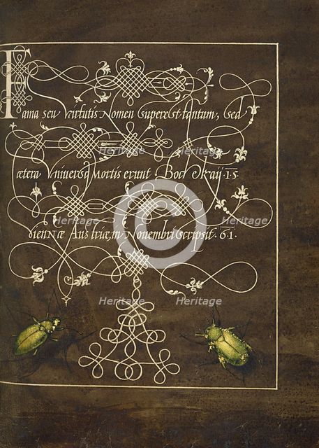 Ground Beetle and Scarab; Mira calligraphiae monumenta, 1561-1562; illumination added 1591-1596. Creator: Joris Hoefnagel.