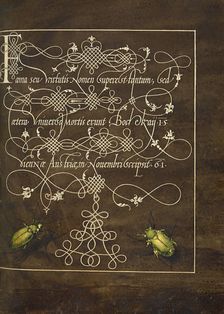 Ground Beetle and Scarab; Mira calligraphiae monumenta, 1561-1562; illumination added 1591-1596. Creator: Joris Hoefnagel