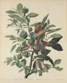 Ground Dove, 1833. Creator: Robert Havell