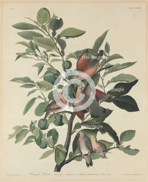 Ground Dove, 1833. Creator: Robert Havell.