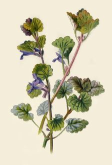 Ground Ivy 1877. Creator: Frederick Edward Hulme