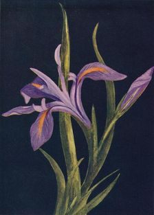 Ground Iris c1915, (1915). Artist: Emma Graham Clock